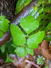 Tiarella trifoliata