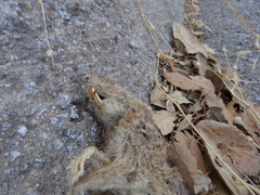Rattus rattus