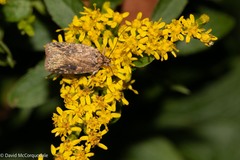 Agonopterix