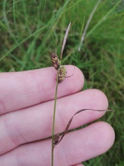Carex nigra