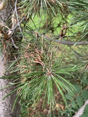 Pinus