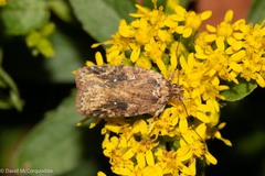 Agonopterix