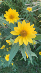 Helianthus giganteus