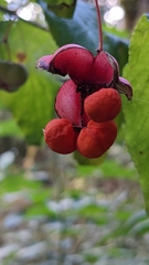 Euonymus occidentalis