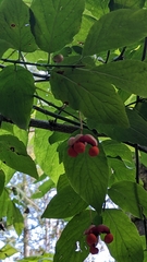 Euonymus occidentalis