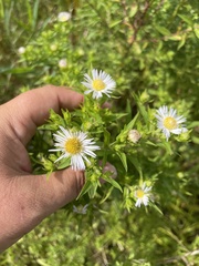 Symphyotrichum firmum