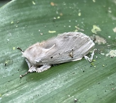 Naroma varipes