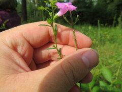 Agalinis heterophylla