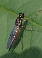 Sargus bipunctatus