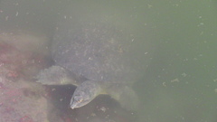 Apalone spinifera emoryi