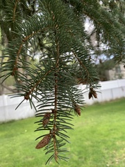 Picea pungens