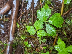 Tiarella trifoliata