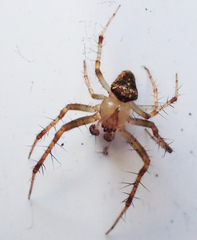 Araneus miniatus