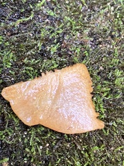 Emydidae