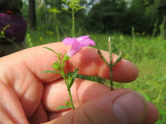 Agalinis heterophylla
