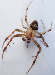 Araneus miniatus