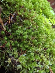 Oligotrichum