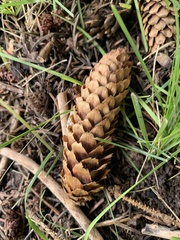Picea pungens
