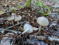 Pluteus