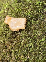 Emydidae
