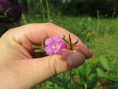 Agalinis heterophylla