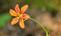 Iris domestica