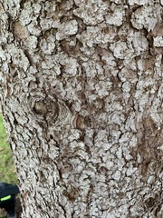 Picea pungens