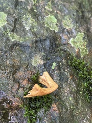 Emydidae