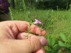 Agalinis heterophylla