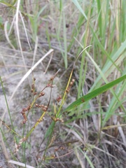 Juncus tenuis