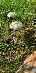 Psilocybe cubensis