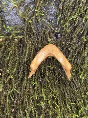 Emydidae