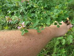 Lespedeza stuevei