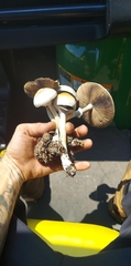 Psilocybe cubensis