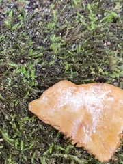 Emydidae