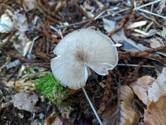Pluteus