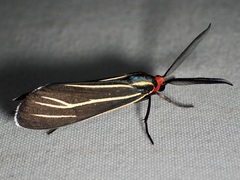 Ctenucha venosa