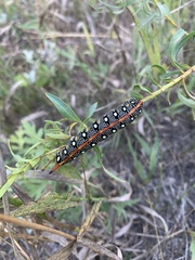 Hyles euphorbiae