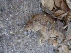 Rattus rattus