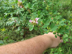 Lespedeza stuevei