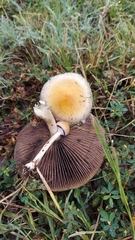 Psilocybe cubensis