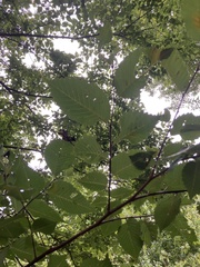 Ulmus rubra