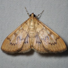 Psara dryalis