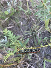 Hyles euphorbiae