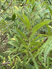 Salix nigra