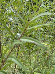 Salix nigra