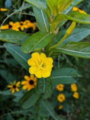 Oenothera biennis