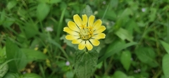 Zinnia elegans