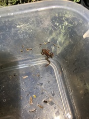 Microbatrachella capensis