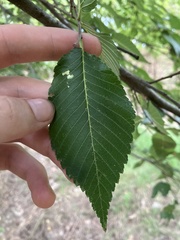 Ulmus rubra